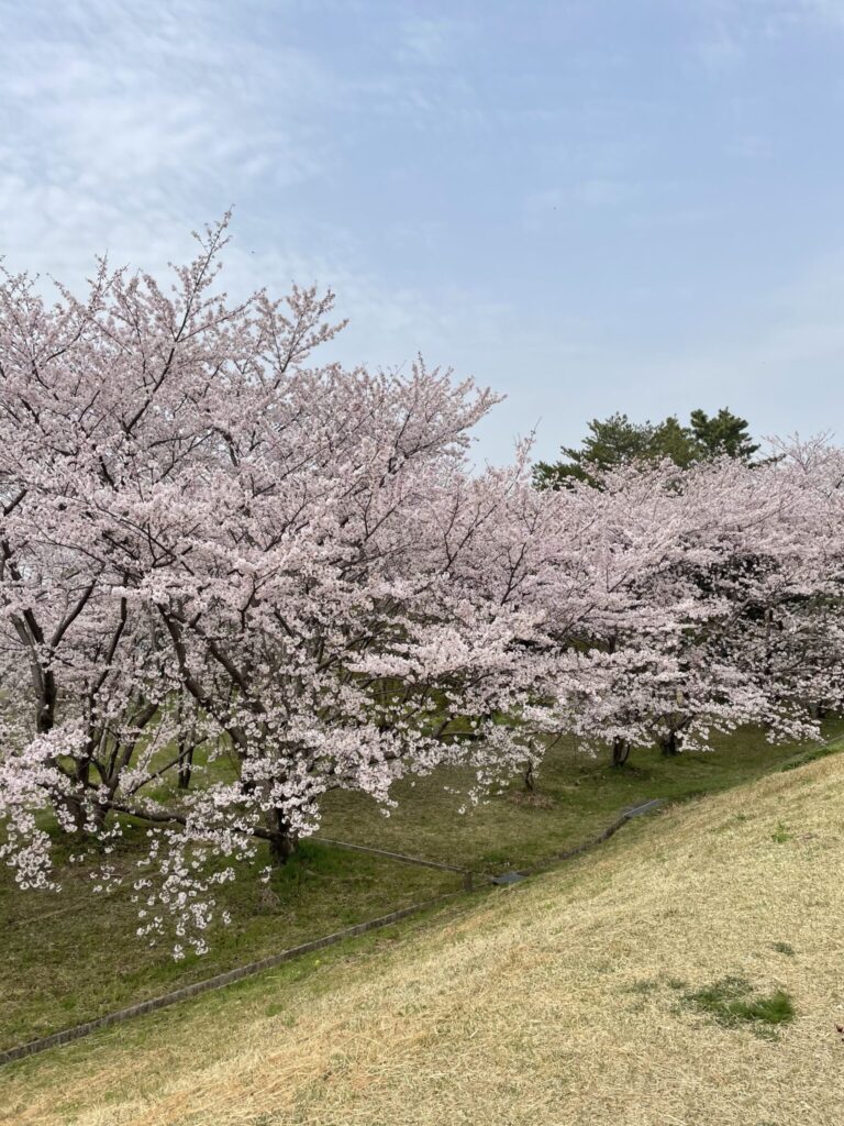 image-滋賀県と京都・大阪の桜の名所でオススメスポットのご紹介♪ | Car Shop dearSign