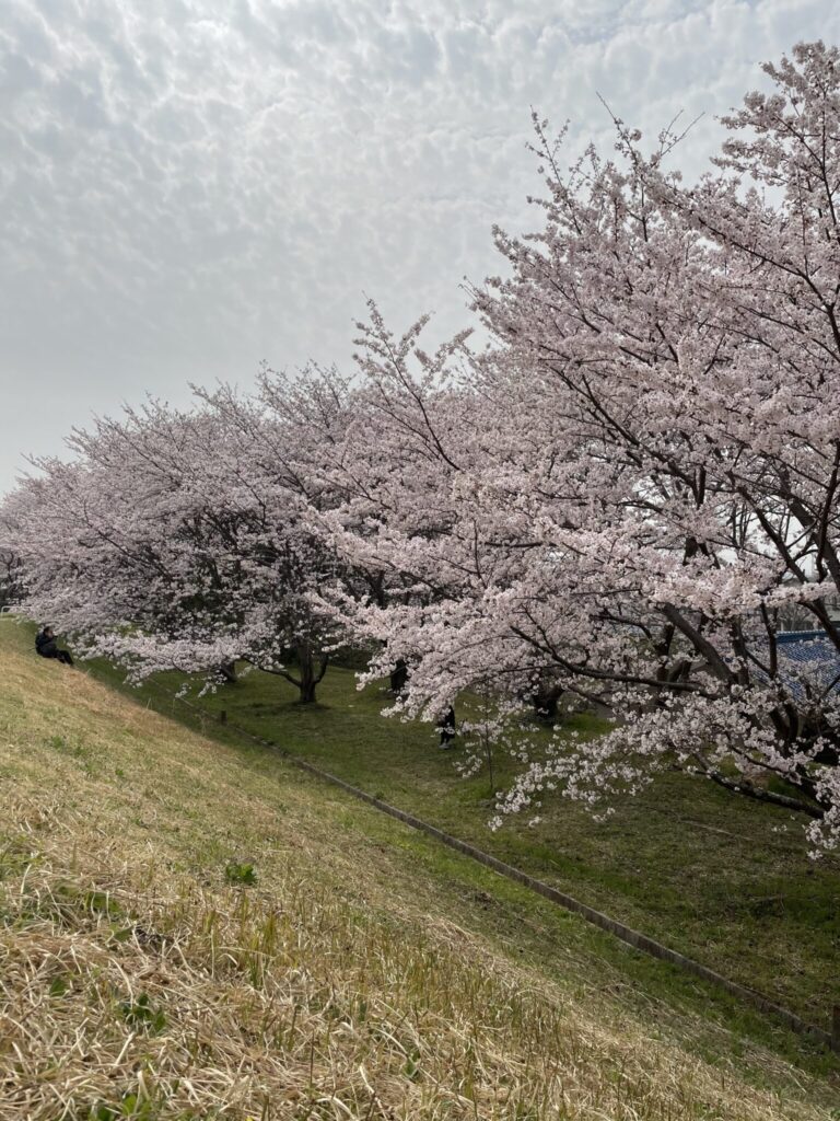 image-滋賀県内及び近隣地域の桜の名所をご紹介♪ | Car Shop Dearsign