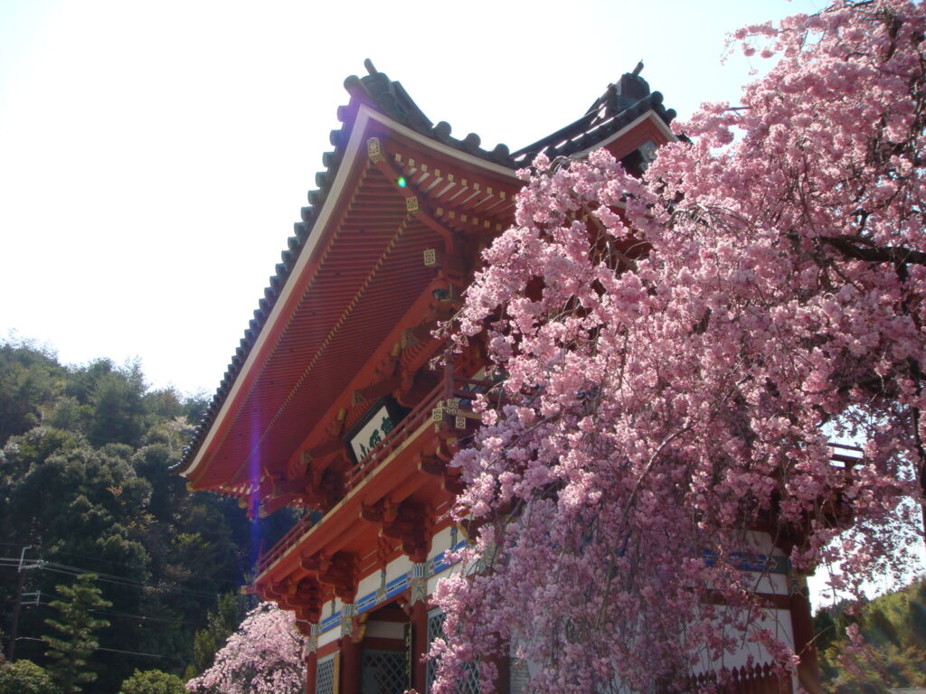image-滋賀県内及び近隣地域の桜の名所をご紹介♪ | Car Shop Dearsign