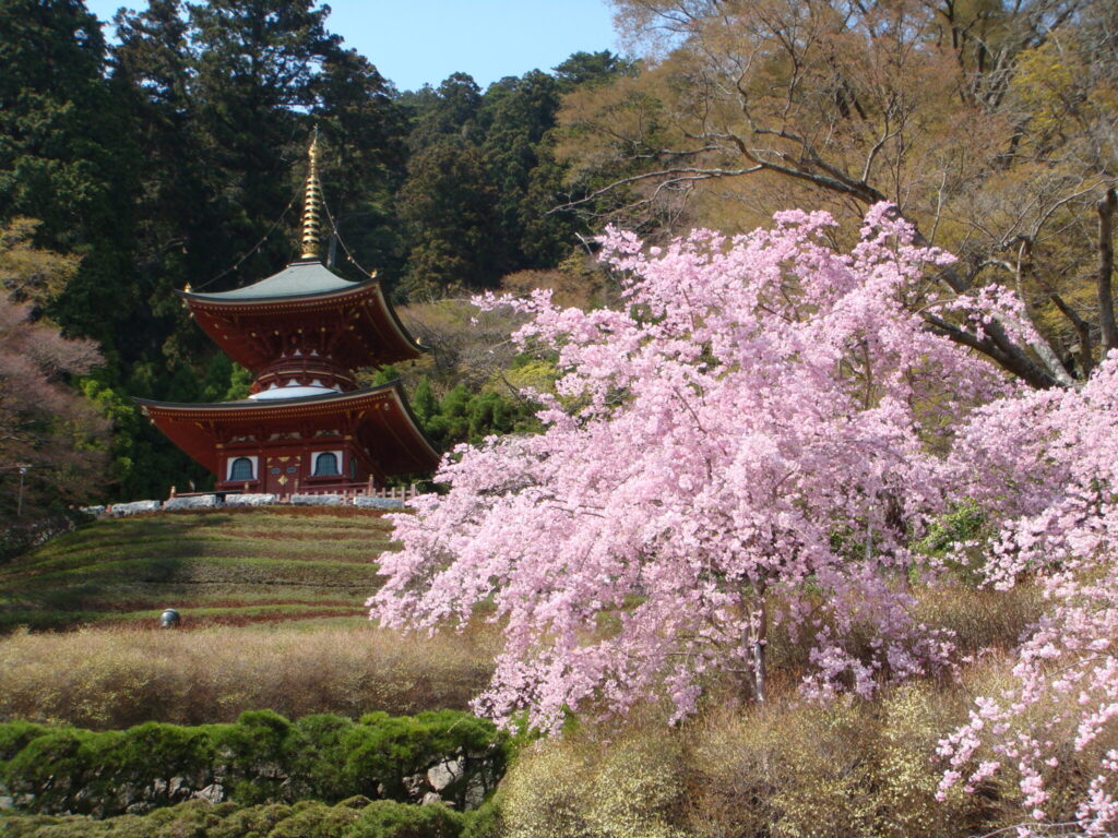 image-滋賀県と京都・大阪の桜の名所でオススメスポットのご紹介♪ | Car Shop Dearsign